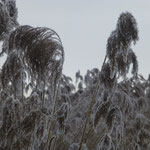 Winter-Wonderland am Federsee