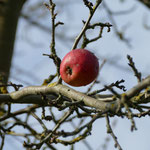 Ein letzter Apfel leuchtet in der Herbstsonne