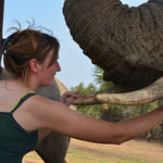 Elephant interaction