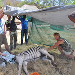 Behandlung eines verletzten Zebras