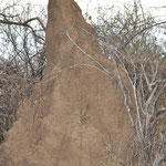 Termiten-Hügel