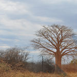 Baobab <3