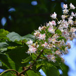 White Chestnut