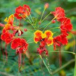 und immer wieder die tollsten Urwaldblumen