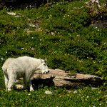 eine "White Mountain Goat"