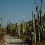 Fahrt durch die Biosfera Tehuacan-Cuitlan