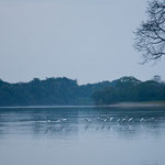 Abenstimmung am "Rio Lacanja" mit Ibissen