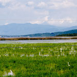 ....the lake and his water birds.....