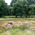 ...auch dieser riesige Park ist ein Teil Londons