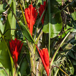 Das Dorf "El Cebollal" ist auch voller Blumen.....