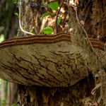 ...der riesige und schwere Brett-Baum-Pilz wird mehrere hundert Jahre alt...