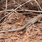 ....Galapagos Lava Lizard....