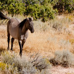 ein wilder Mustang im "Pryor Mountain Wild Horse Range"