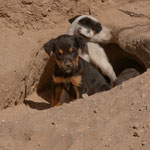 Diese wilden Hundebabies hat Rita mit Begeisterung gefüttert.