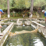 A trout (trucha) hatchery in the mountains....