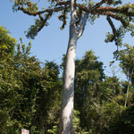 ....der heilige Baum der Mayas - ein Ceiba....