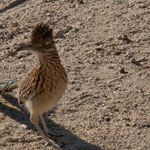 Ein putziger "roadrunner" in Desert Hot Springs in Californien