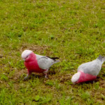 Diese bunten "Kerlchen" leben in freier Natur in Sydney