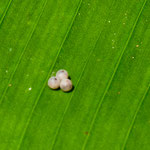 Die Eier auf den Blättern sind winzig klein (2mm im Durchmesser).....