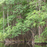 Mangrove à Vieux-Fort