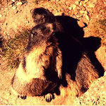 Murmeltiere auf der Franz-Josefs-Höhe am Großglockner (Foto: Barbara Antesberger)