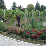 Weinlese Meissen oberer Bereich