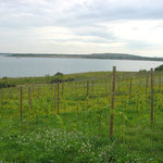 Weingarten