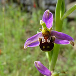 Bienen-Ragwurz  Ophrys apifera