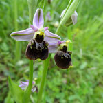 Hummel-Ragwurz  Ophrys holoserica