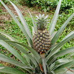 Ananas wachsen auch im Norden Vietnams.