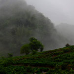 Teeplantagen in Moc Chau, umhüllt von dichtem Nebel.