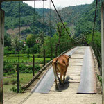 Eine Kuh überquert eine einfache Hängebrücke in einem abgelegenen Dorf, ein typisches Bild aus der ländlichen Gegend um Dien Bien Phu.