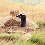 Traditionelle Reisernte in Vietnam: Ein Mann drescht Reisbündel gegen einen Holzbehälter.