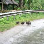 Regionale Spezialität in Moc Chau: Kleine Wildschweine laufen am Straßenrand entlang.
