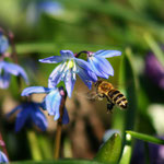 Bienchen