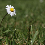 Gänseblümchen