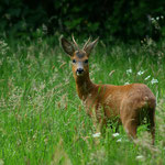roter Bock