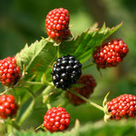 Brombeere