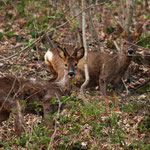 Ricke und Jährlingsbock