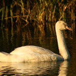 Singschwan