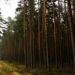 Kiefernwald