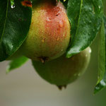 Birnenbaum