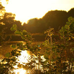 goldenes Licht