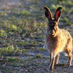 In der Abendsonne