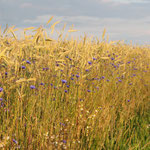 Kornblumen