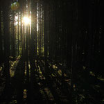 der Wald und seine Schatten