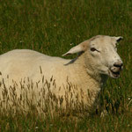 Schaf