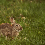 Wildkaninchen