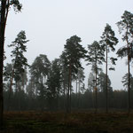 Kiefern