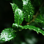 Ilex